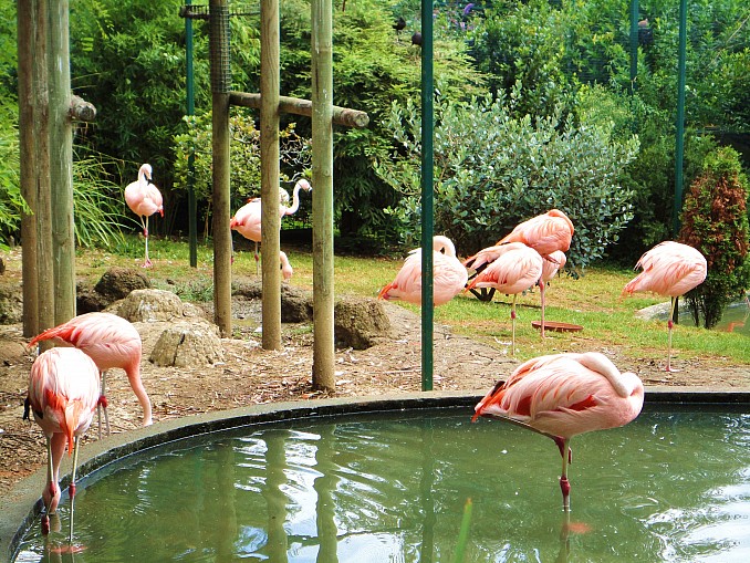 Flamencos