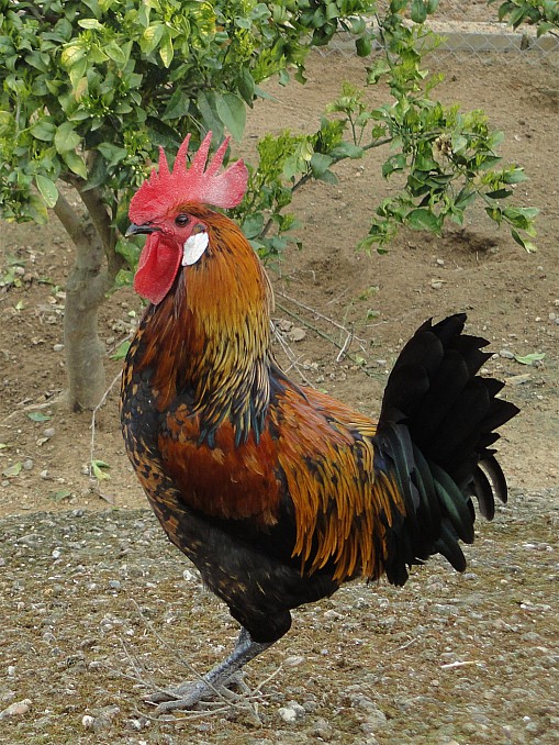Gallo