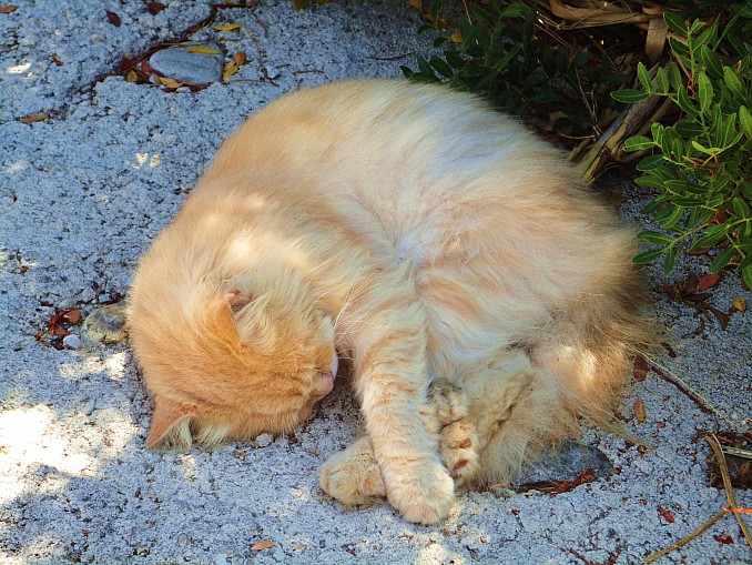 Gatito dormido