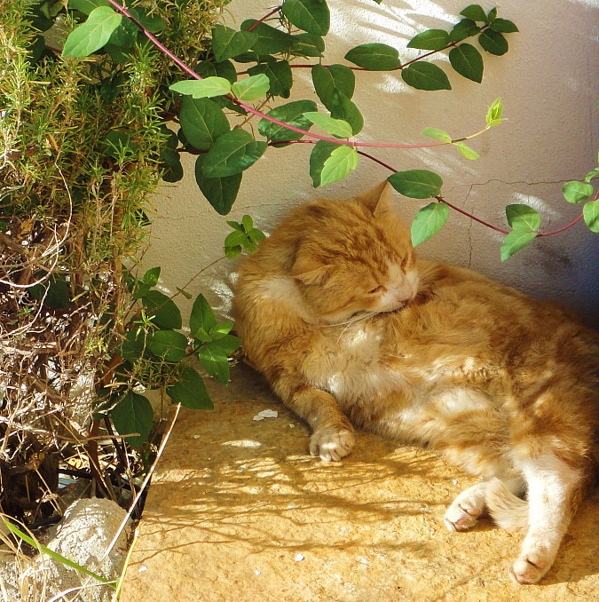Gato acicalándose