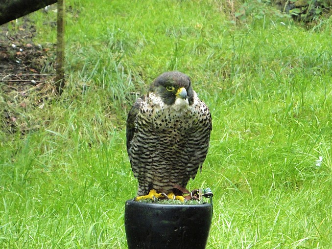 Halcon peregrino