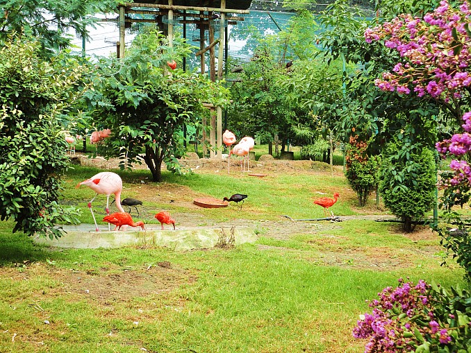 Ibis escarlata