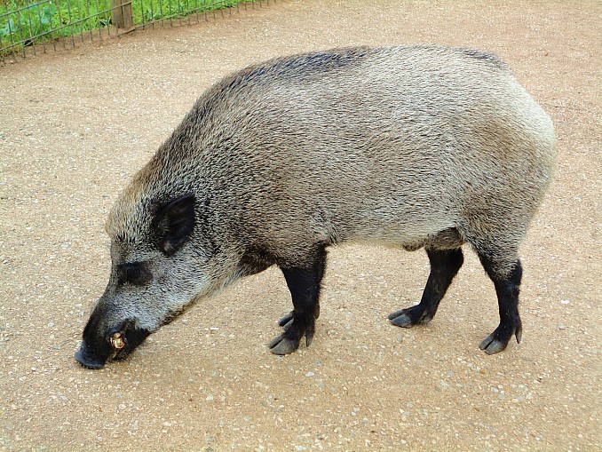 Jabalí