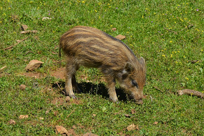 Jabato