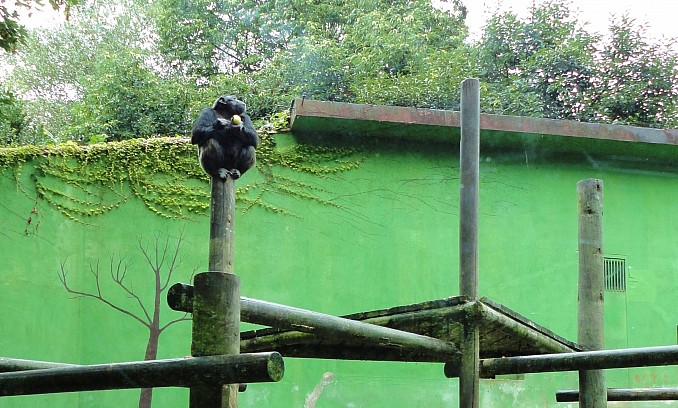 La merienda del chimpance