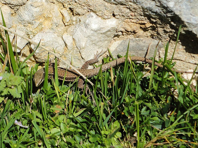 Lagartija