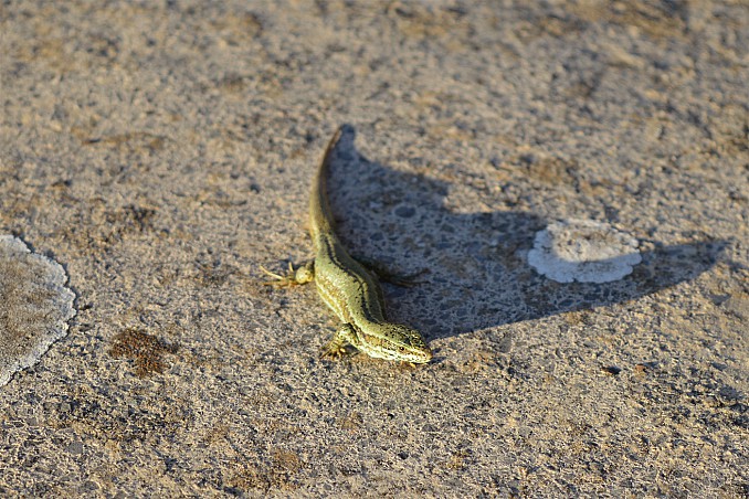 Lagartija al sol
