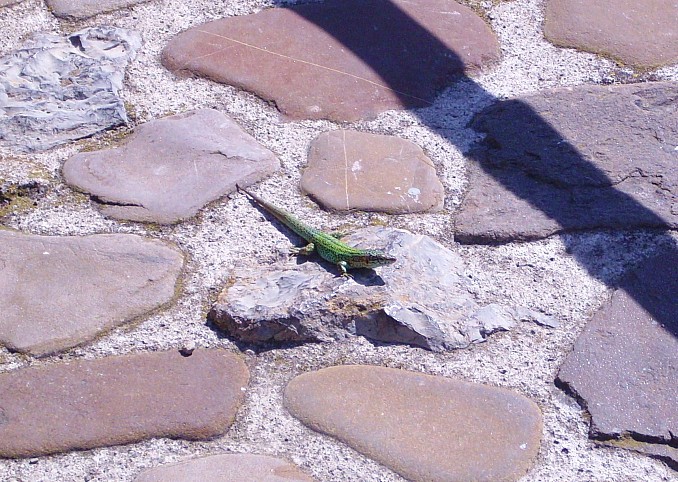 Lagartija roquera (Podarcis muralis)