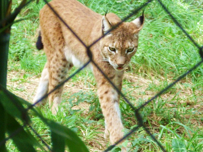 Lince boreal