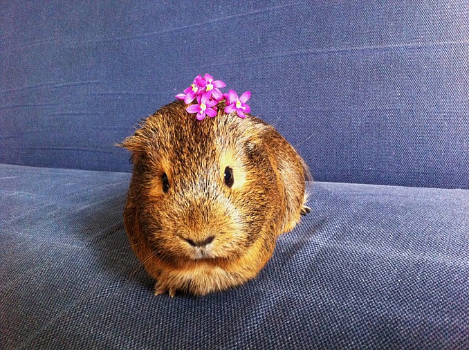 La cobaya Mofli
