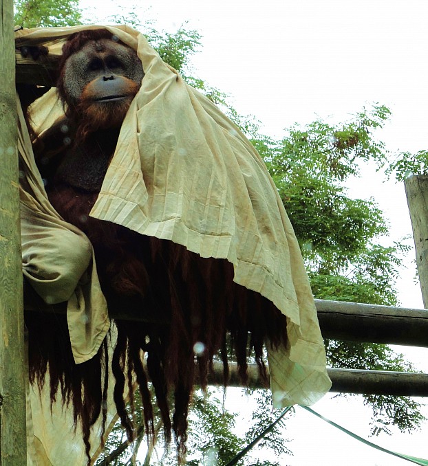 Orangután de Sumatra