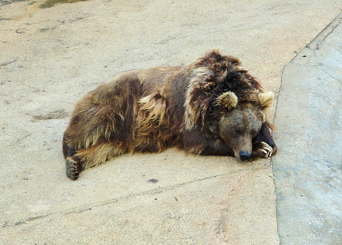 Oso pardo en reposo