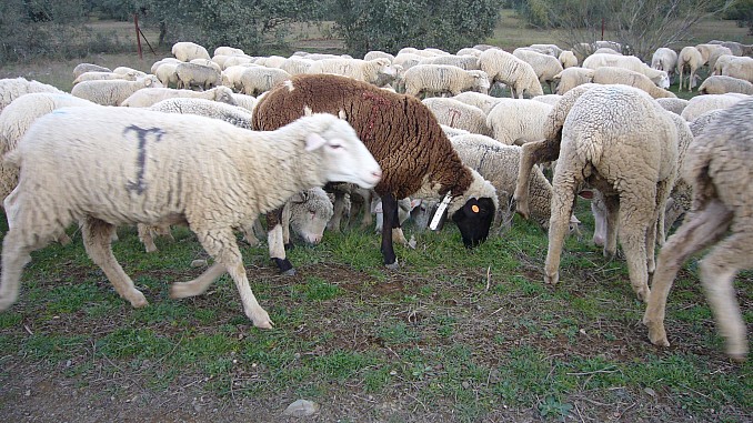 Oveja negra