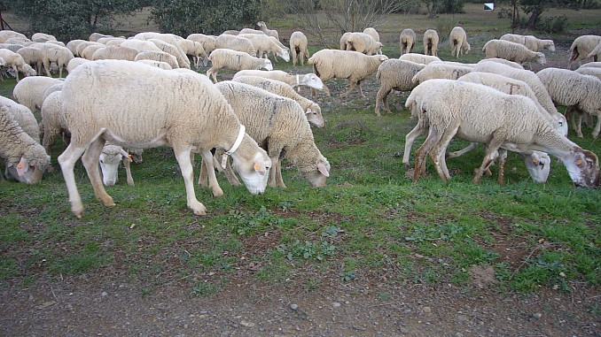 Ovejas