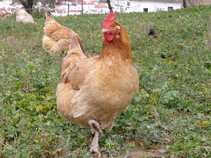 Gallina a la pata coja