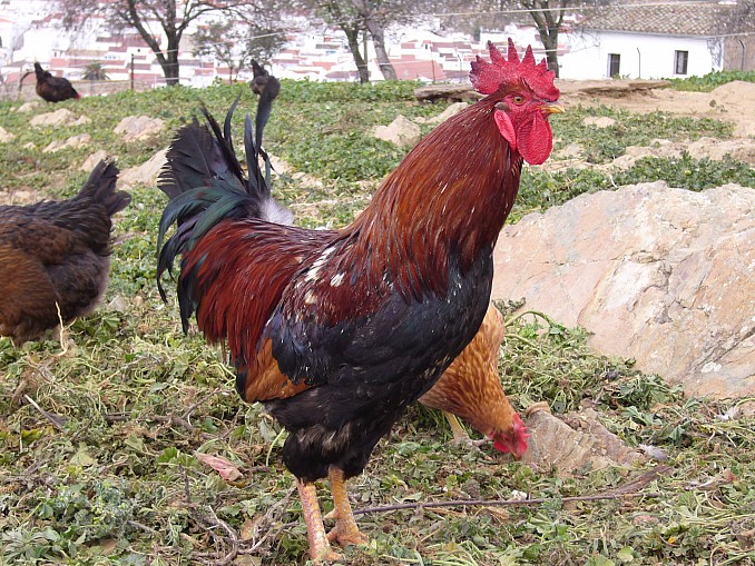 El gallo del corral