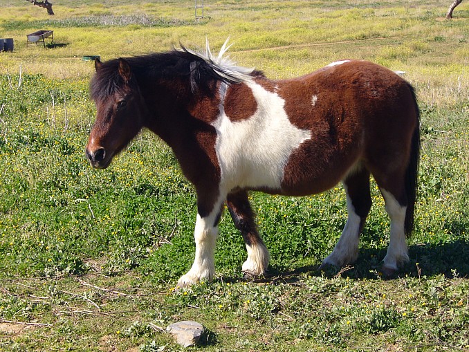 Pony