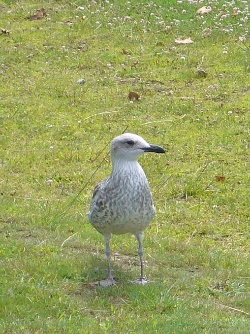 Gaviota en Vigo