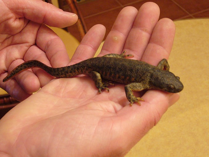 Tritón pirenaico (calotriton asper)