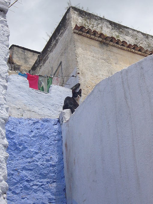 Gato en Asilah (Marruecos)