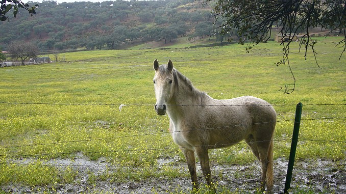 Caballo