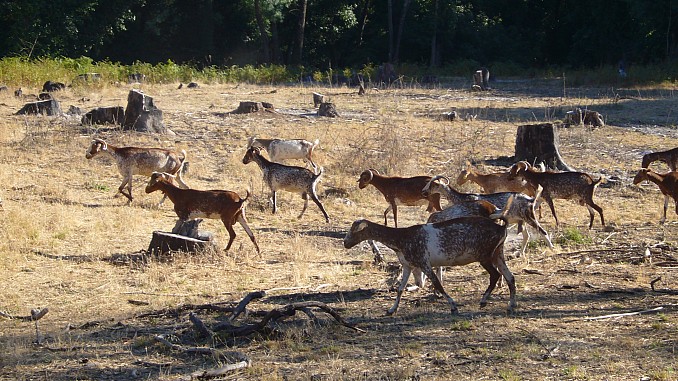 Cabras