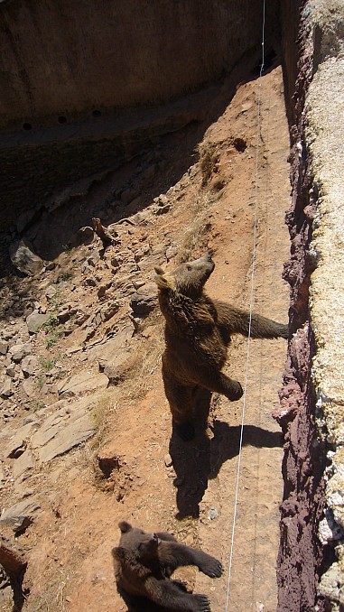 Osos pardos pidiendo comida