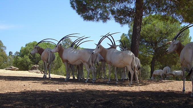 Oryx en grupo
