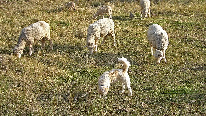 Ovejas y perro