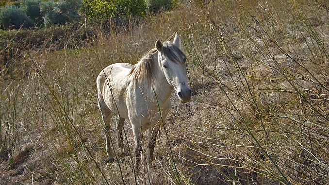 Caballo en Cortegana (Huelva)