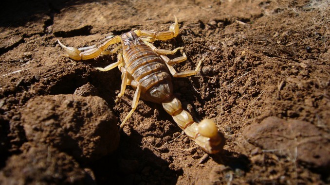 Alacrán (Buthus occitanus)