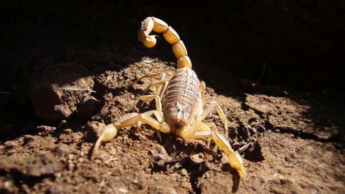 Escorpión