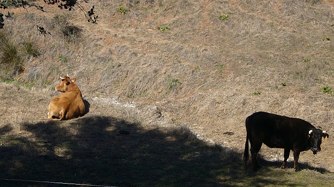 Toros en Cazalla de la Sierra