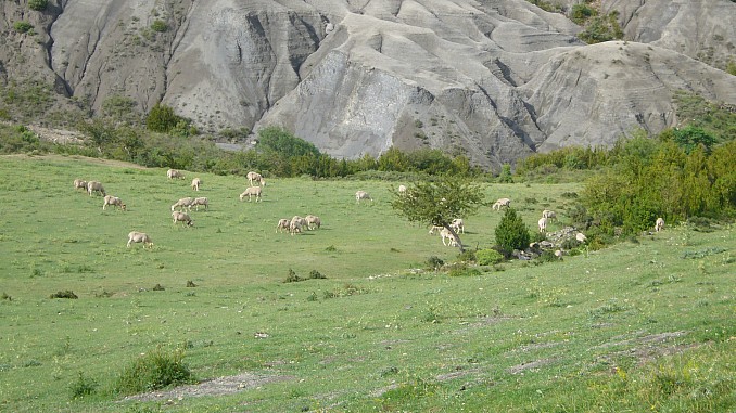 Ovejas pastando