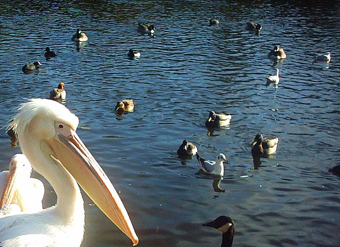Pelícanos en Hyde Park