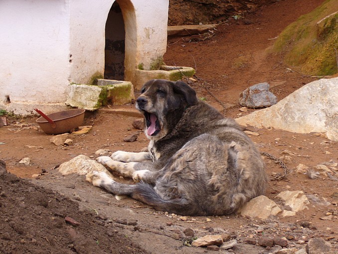 Perro bostezando