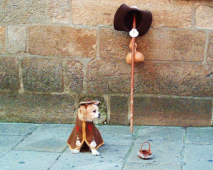 Perro peregrino