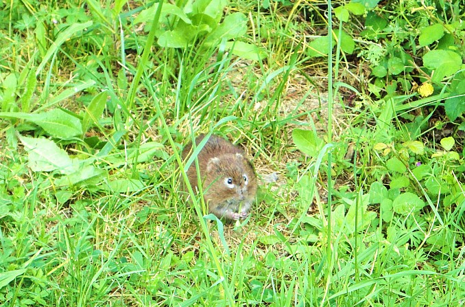 Rata de agua (Arvicola amphibius)