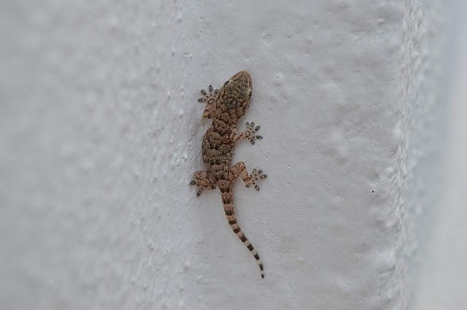 Salamanquesa pequeña