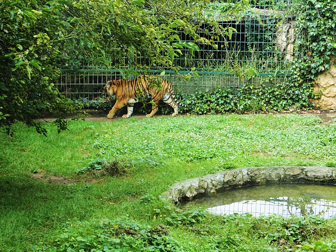 Tigre de Sumatra