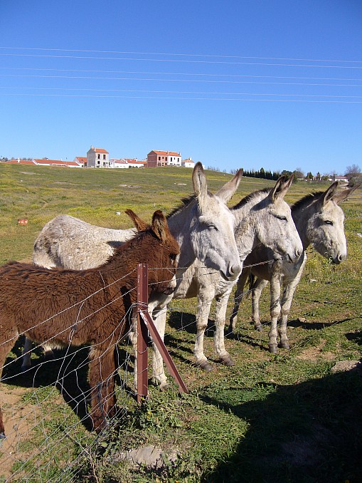Tres burros y un burrito