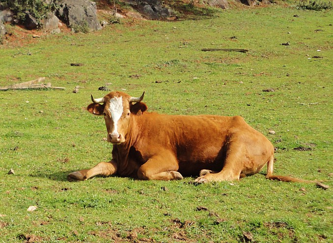 Vaca posando