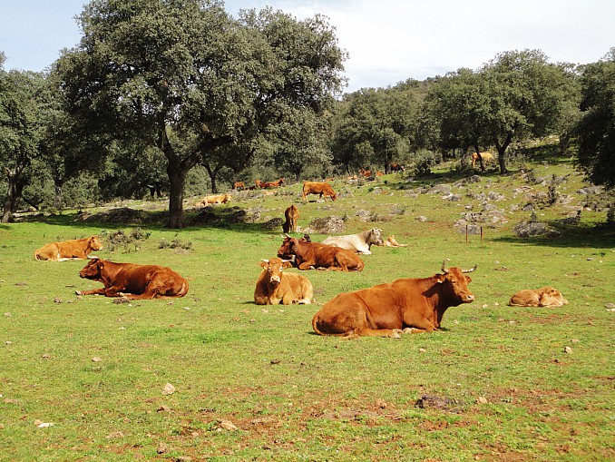 Vacas al sol