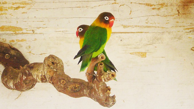 Agapornis