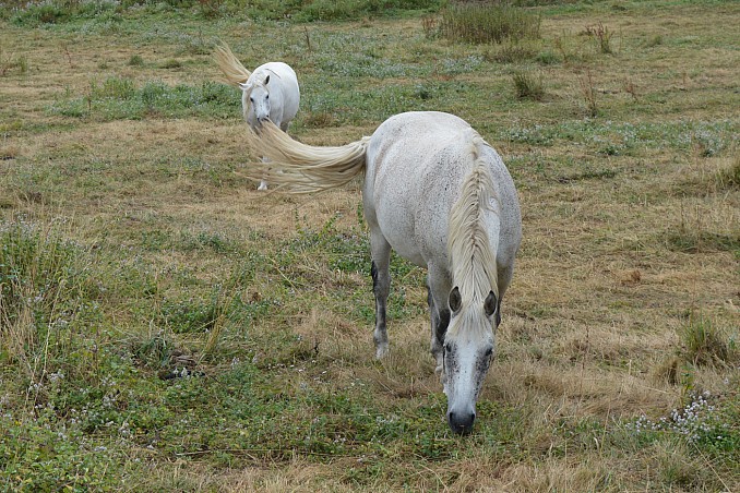 Caballos pastando