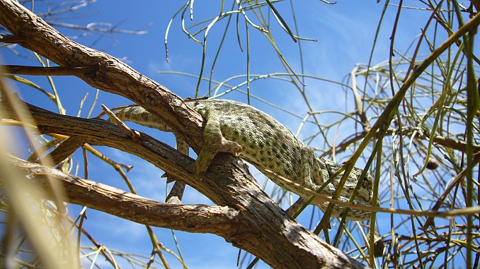 Camaleón en Rota, Cádiz