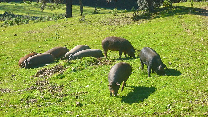Cerdos al sol