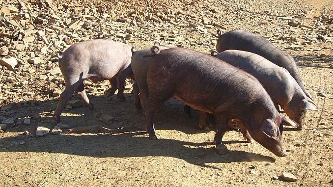 Cerdos buscando comida