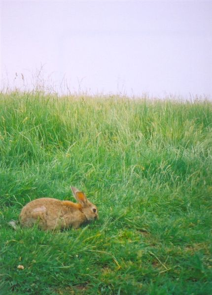 Conejo