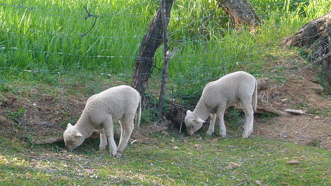 Corderillos buscando alimento